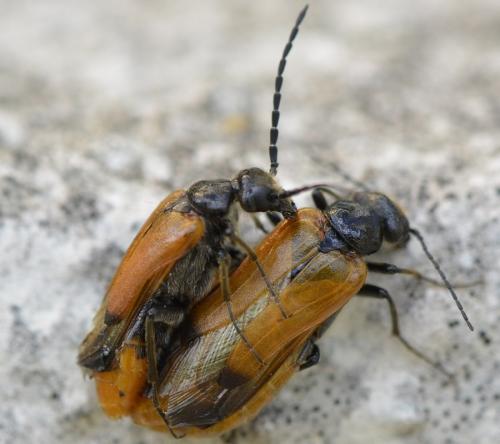 Réf. 213 122 : Stenoria analis